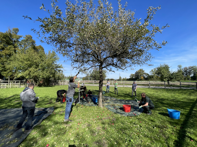 Apfelpflücken