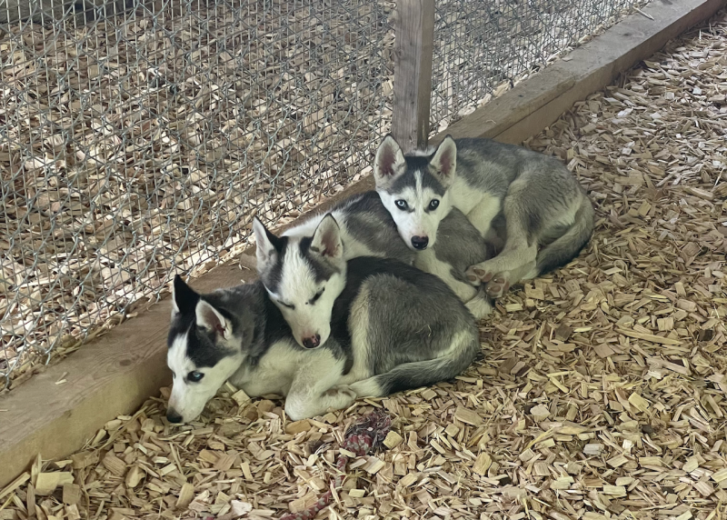 bei den Huskies